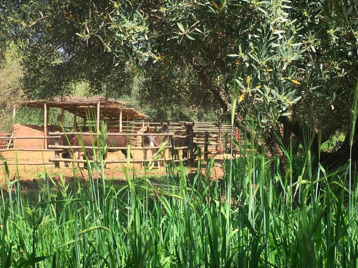 La Ferme Berbere Adult Only Bed & Breakfast El Harkat Luaran gambar